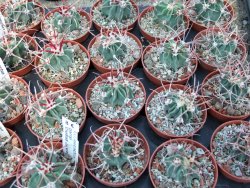 Echinocactus parryi Ciudad Juarez Chih. pot 5,5 cm - 12399043
