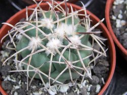 Coryphantha poselgeriana valida El Hundido pot 5,5 cm