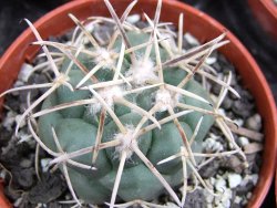 Coryphantha poselgeriana valida El Hundido pot 5,5 cm - 12400629