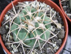 Coryphantha poselgeriana valida El Hundido pot 5,5 cm - 12400630