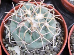 Coryphantha poselgeriana valida El Hundido pot 5,5 cm - 12400631