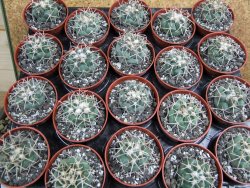 Coryphantha poselgeriana valida El Hundido pot 5,5 cm - 12400632