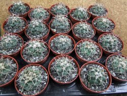 Coryphantha poselgeriana valida El Hundido pot 5,5 cm - 12400633