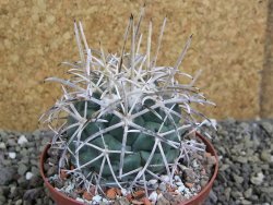 Coryphantha poselgeriana valida El Hundido pot 5,5 cm - 12400634