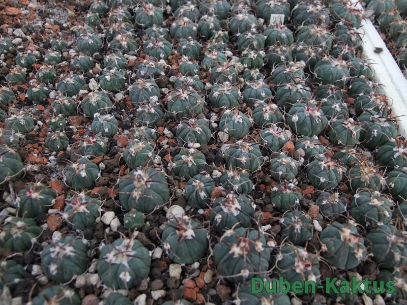 Echinocactus horizonthalonius La mesa 1,5+ cm - 12379876