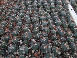 Echinocactus horizonthalonius La mesa 1,5+ cm