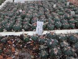 Echinocactus horizonthalonius La mesa 1,5+ cm - 12379877