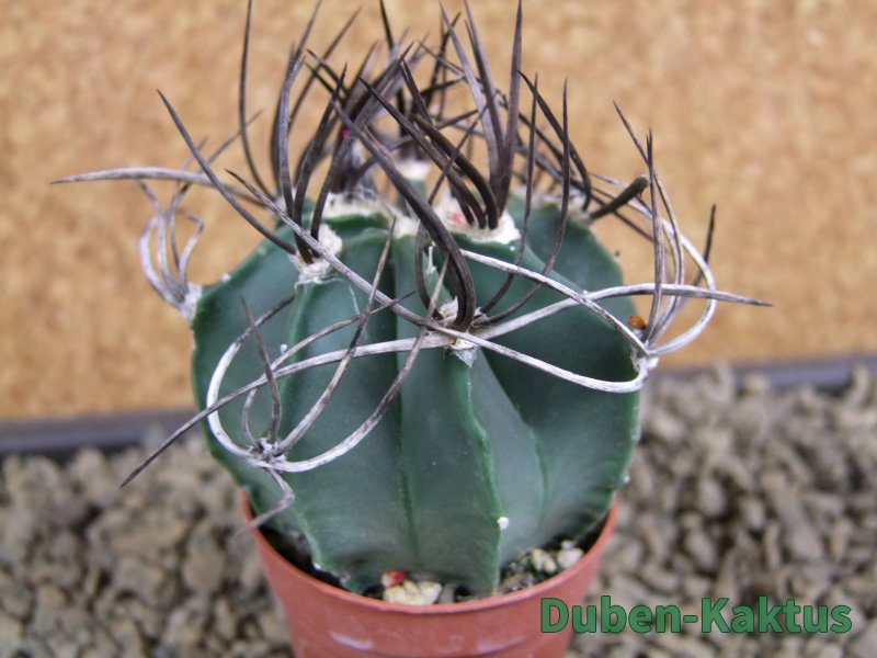 Astrophytum niveum nudum pot 5,5 cm - 12379425