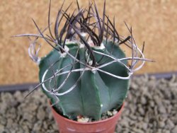 Astrophytum niveum nudum pot 5,5 cm