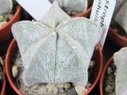 Astrophytum coahuilense pot 5,5 cm - 12379992