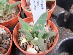 Ariocarpus trigonus elongatus San Antonio pot 5,5 cm - 12380024