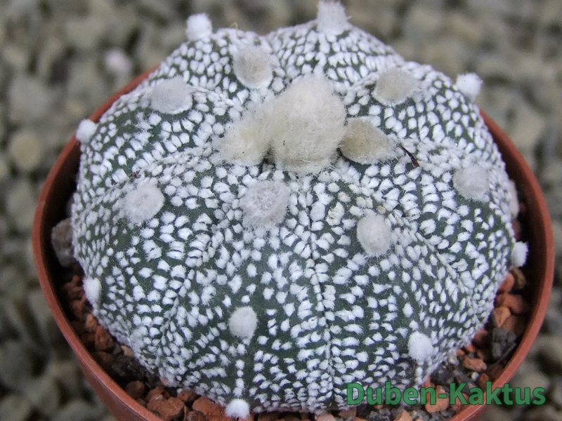 Astrophytum Hanazano Kabuto hybrid Snowy pot 5,5 cm - 12380039