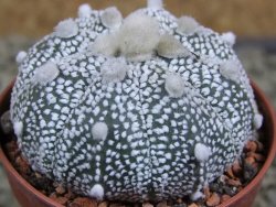 Astrophytum Hanazano Kabuto hybrid Snowy pot 5,5 cm - 12380040