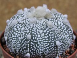 Astrophytum Hanazano Kabuto hybrid Snowy pot 5,5 cm - 12380041
