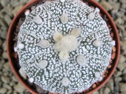 Astrophytum Hanazano Kabuto hybrid Snowy pot 5,5 cm - 12380042