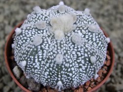 Astrophytum Hanazano Kabuto hybrid Snowy pot 5,5 cm - 12380043