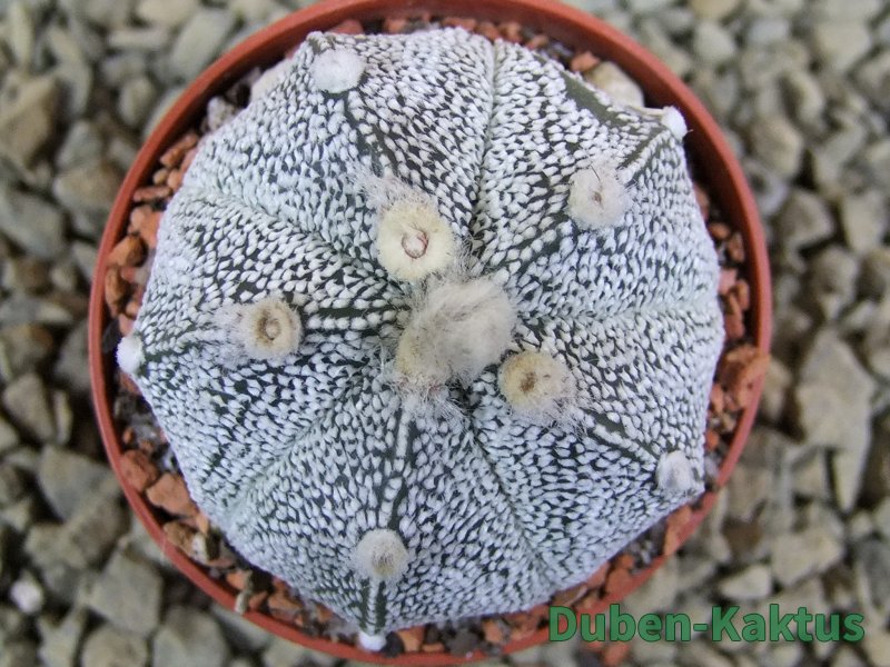 Astrophytum Hanazano Kabuto hybrid Snowy pot 5,5 cm - 12380044