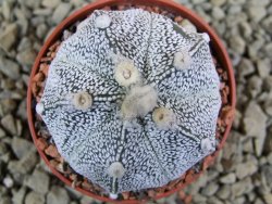 Astrophytum Hanazano Kabuto hybrid Snowy pot 5,5 cm