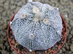 Astrophytum Hanazano Kabuto hybrid Snowy pot 5,5 cm - 12380045