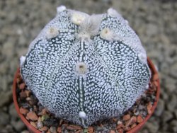 Astrophytum Hanazano Kabuto hybrid Snowy pot 5,5 cm - 12380046