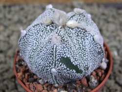 Astrophytum Hanazano Kabuto hybrid Snowy pot 5,5 cm - 12380047