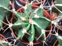 Astrophytum X ornatum virens (nudum) , pot 5,5 cm - 12380326