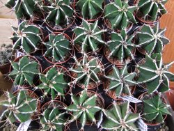 Astrophytum X ornatum virens (nudum) , pot 5,5 cm - 12380330