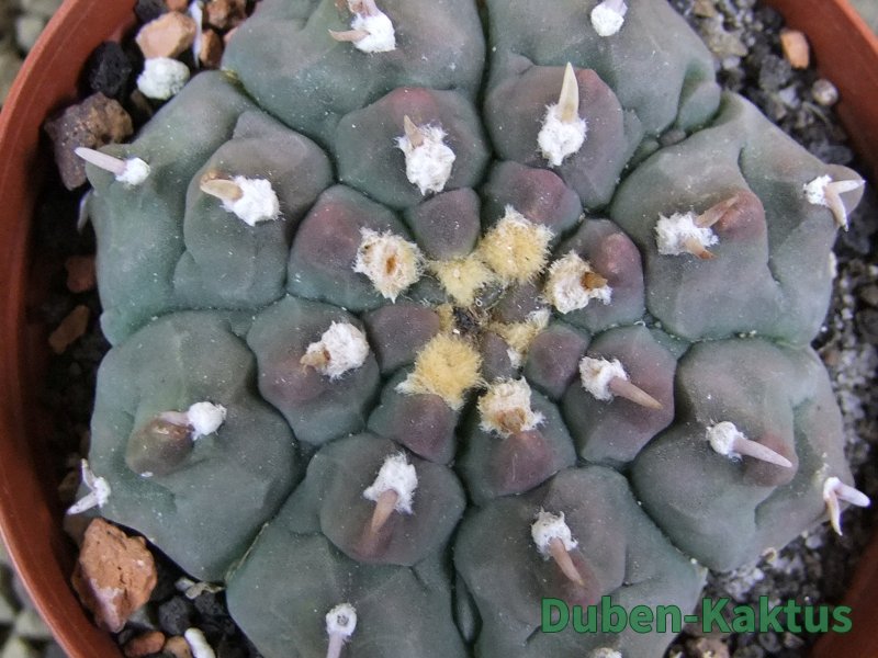 Gymnocalycium watteri unguispinum, pot 8 cm