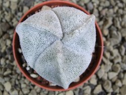 Astrophytum coahuilense tricostatum pot 5,5 cm