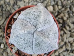 Astrophytum coahuilense tricostatum pot 5,5 cm - 12380609