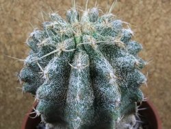 Astrophytum caput medusae X Ferocactus - chimera 9x10 cm - 12380725