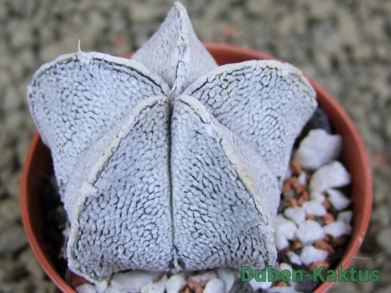 Astrophytum coahuilense snow (Super Coahuilense), pot 5,5 cm - 12380728