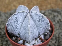 Astrophytum coahuilense snow (Super Coahuilense), pot 5,5 cm - 12380729