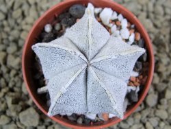 Astrophytum coahuilense snow (Super Coahuilense), pot 5,5 cm - 12380730