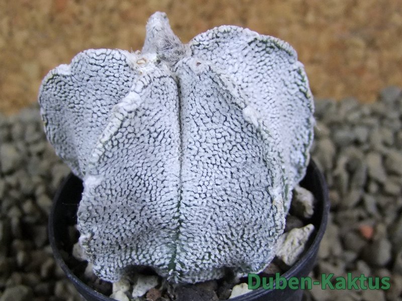 Astrophytum coahuilense snow (Super Coahuilense), pot 5,5 cm - 12380739
