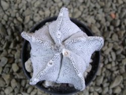 Astrophytum coahuilense snow (Super Coahuilense), pot 5,5 cm - 12380736