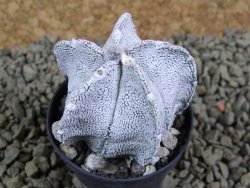 Astrophytum coahuilense snow (Super Coahuilense), pot 5,5 cm - 12380737