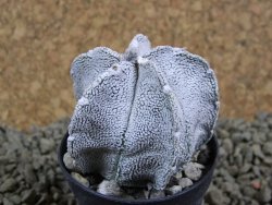 Astrophytum coahuilense snow (Super Coahuilense), pot 5,5 cm - 12380738