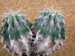 Astrophytum caput medusae X Ferocactus - chimera 14x7x11 cm - 12380808