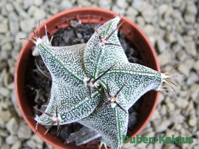 Astrophytum ornatum hybrid pot 5,5 cm - 12381356
