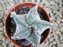 Astrophytum ornatum hybrid pot 5,5 cm