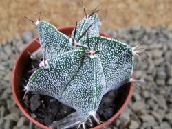 Astrophytum ornatum hybrid pot 5,5 cm - 12381357