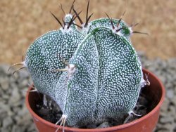Astrophytum ornatum hybrid pot 5,5 cm - 12381358