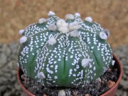Astrophytum Super Kabuto hybrid oibo, pot 5,5 cm - 12381399