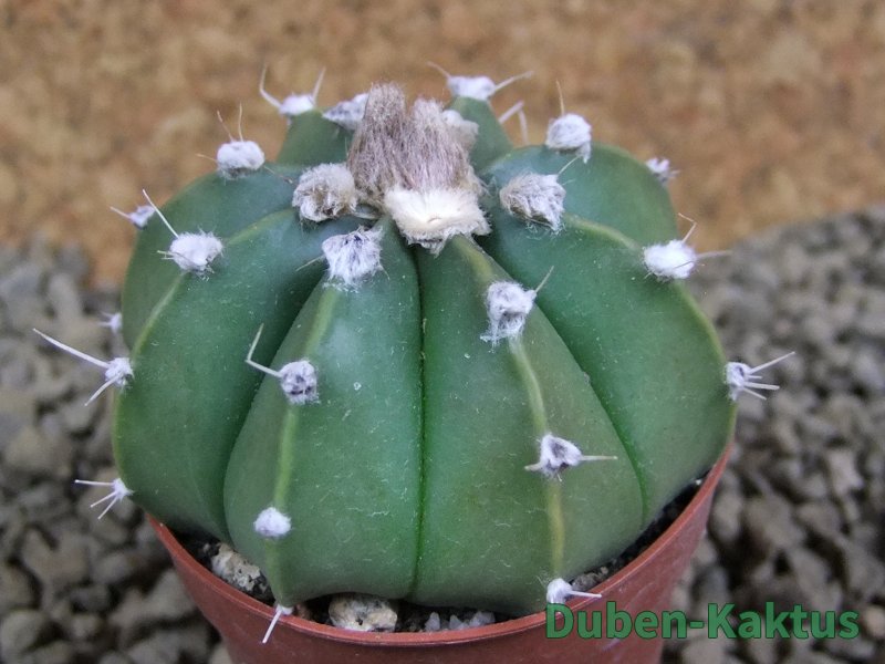 Astrophytum senile hybrid, pot 5,5 cm - 12381400