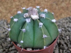 Astrophytum senile hybrid, pot 5,5 cm