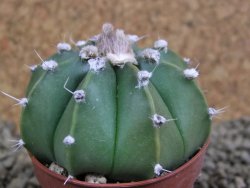 Astrophytum senile hybrid, pot 5,5 cm - 12381401