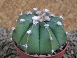 Astrophytum senile hybrid, pot 5,5 cm - 12381403
