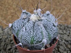 Astrophytum Super Kabuto X niveum, pot 5,5 cm