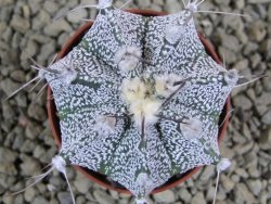 Astrophytum Super Kabuto X niveum, pot 5,5 cm - 12381406